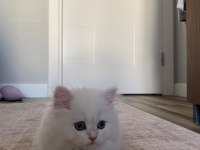 Kusursuz British Longhair 3 Aylık