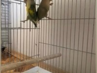 Sevda Papağanı Takımları