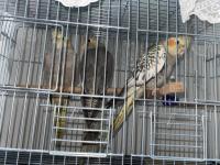 2 Aylık Sultan Papağanı