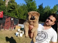 Üreticiden Çin Aslanı Chow Chow Bebekler