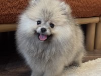 Gülen yüz üst düzey dişi pomeranian