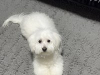 Maltese Terrier 1.5 Yaşında