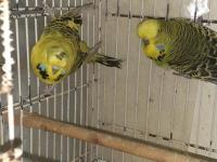 Hazır Teksas Gold Jumbo Çift Muhabbet Kuşu