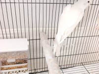 Dişi Albino Sultan Papağanı