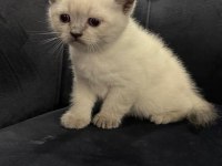 Yeni Yuvalarına Hazır Scottish Yavrular