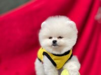 Ayı Surat Pomeranian Boo Yavru
