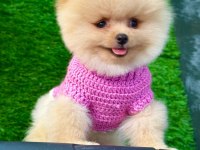 Orijinal Pomeranian Köpeğimiz