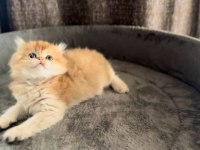 Show Kalite Ny11 Yavru Kediler