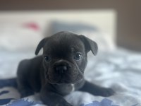 Blue French Bulldog