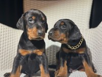 Safkan Doberman Irk Garantili Yavrular