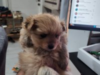 Rezerveye Açık 2 Dişi Köpeğimiz