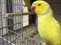 Mutasyon pakistan papağanı takım