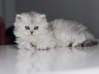 Full şecereli babadan teslime hazır british longhair dişi