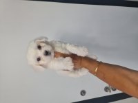 Lekesiz Maltese Terrier Minnak Köpeklerim