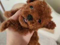 İzmir'in En Güzel Bebekleri Poodle