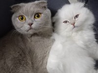Scottish Fold Longhair Orjinal Safkan