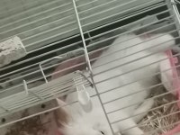 Hollanda Lop Tavşanı