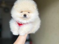 Tam Ayı Surat Pomeranian Boo