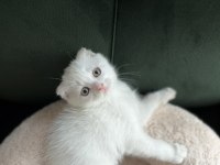 16 mayıs doğumlu safkan yavrular