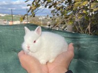 Orijinal Safkan Cüce Tavşanlar