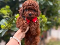 Mini Toy Poodle Yavrular