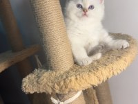 British Shorthair Point Şampiyon Bebekler