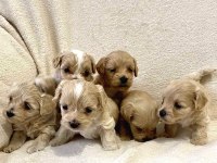 Büyümeyen maltipoo bebekler