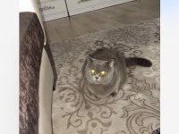 Acil Sahiplendirilecek British Shorthair