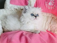 Özel Sevenlere Ns1133 British Longhair