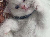 Beyaz British Longhair Yavru Erkek Kedisi