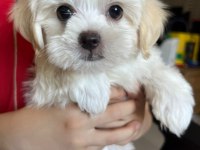 Sevimli maltese minikler