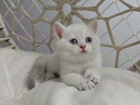 Yavru British Shorthair Kediler