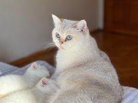 British Shorthair Golden Point