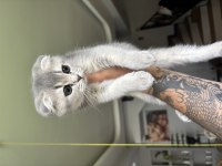 2 Aylık Eğitimli Minik Scottish Kedimiz