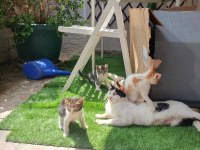 Van Kedisi Kırması 5 Tane Yavru Kedimiz