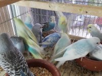 Yavru Muhabbet Kuşu Erkek