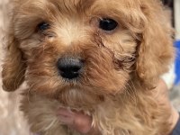 Bursa'nın En Sevimli Maltipoo Yavruları Doğdu