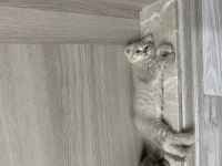 Birbirinden Tatlı Scottish Fold Yavrular