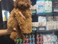 Poodle Erkek Yavrumuz Yeni Ailesini Beklemektedir