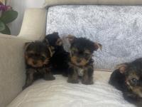 Teslime Hazır Safkan Yorkshire Terrier Irkının En Güzelleri