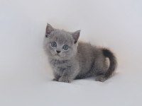 British Shorthair Tatlı Kediler