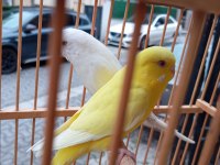 Çift muhabbet kuşu
