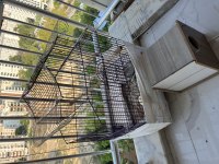 Sultan Papağanları