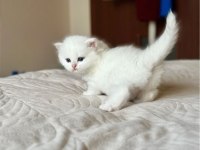 Beyaz Zarafet Silver British Shorthair