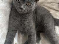 British Shorthair 3 Aylık Dişi Kedimiz