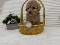 Küçük Boy Kalan Maltipoo Bebekler