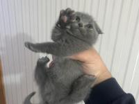 British shorthair safkan kedimiz