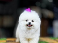 Beyaz Pomeranian Boo Yavrusu