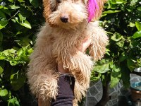 5 aylık tüm aşıları tam maltipoo