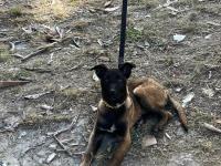 A kalite safkan erkek belçika kurdu